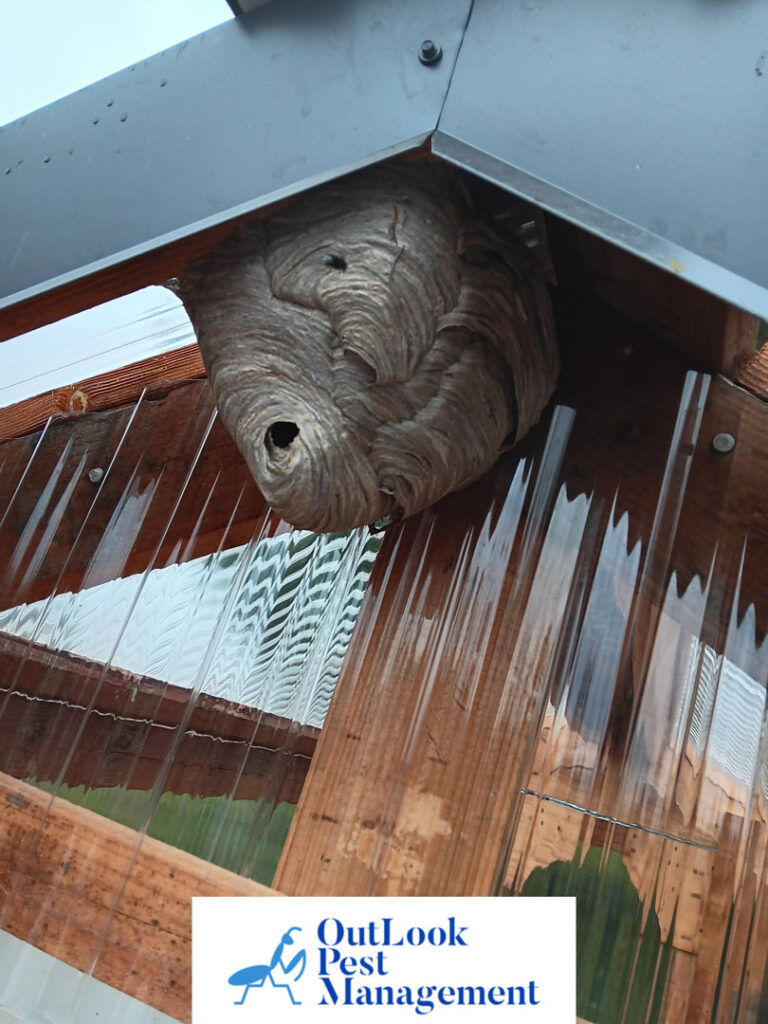 A large hornet nest hanging under a roof structure, indicating a pest control need for OutLook Pest Management in Canby, OR.