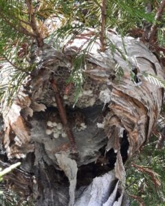 A large hornet or wasp nest in a tree, partially broken to show cells, indicating pest removal by Direct Pest Solutions Of Georgia, LLC in McDonough, GA.