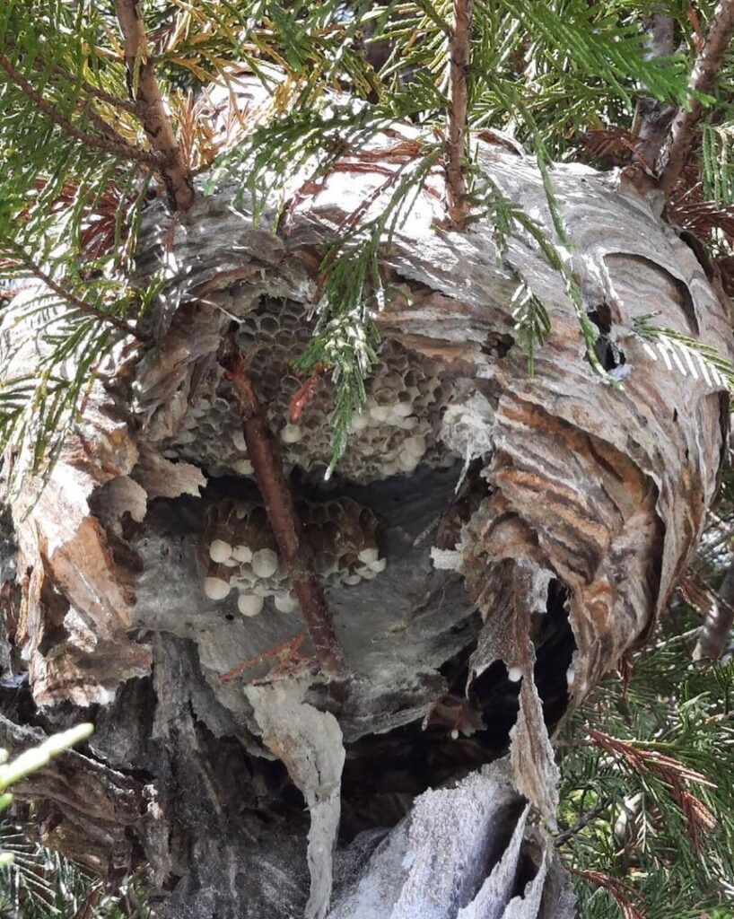 A large hornet or wasp nest in a tree, partially broken to show cells, indicating pest removal by Direct Pest Solutions Of Georgia, LLC in McDonough, GA.