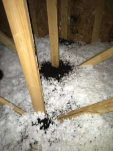 A large pile of bat guano (droppings) on attic insulation, indicating a significant bat problem for NiceBats.com in Sioux Falls, SD.