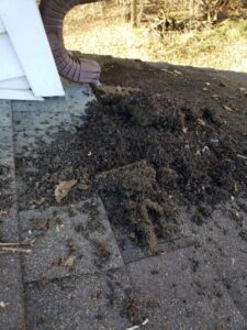 A large pile of bat guano (droppings) on a roof near a downspout, indicating a significant bat infestation for NiceBats.com in Sioux Falls, SD.