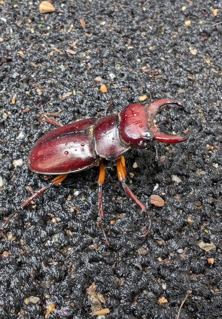 A close-up of a large reddish-brown beetle with prominent mandibles on a dark textured surface, a pest handled by Grand Rapids Pest Control in Grand Rapids, MI.