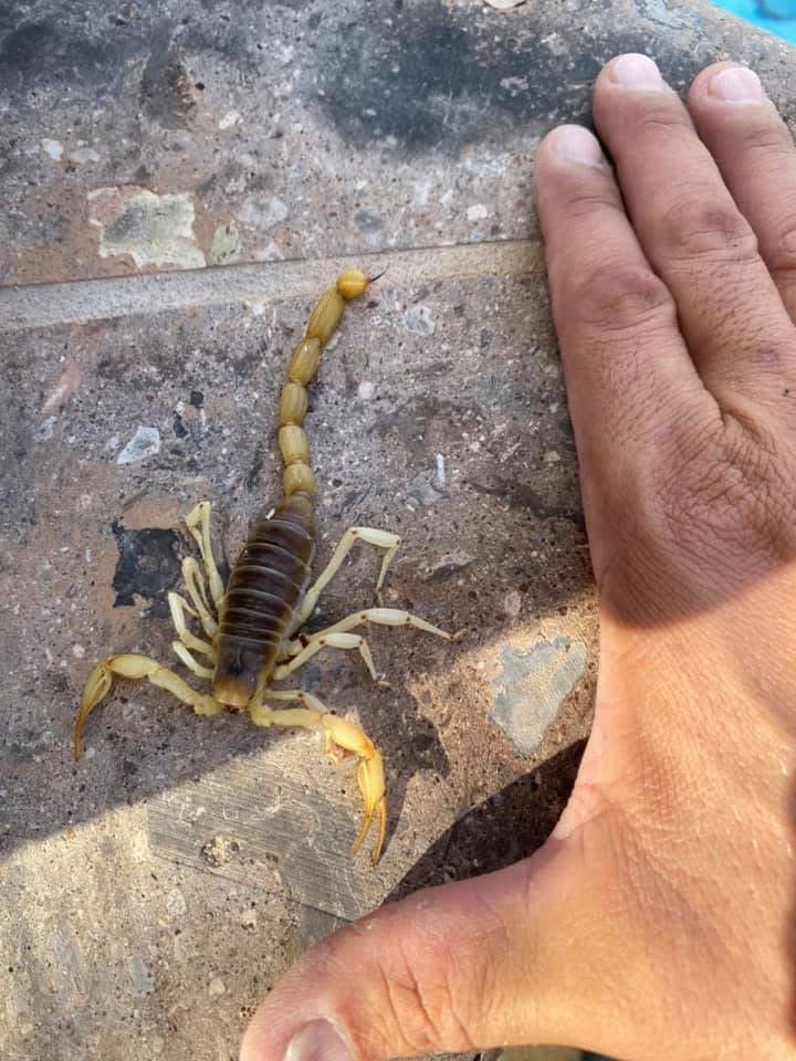 A large scorpion shown next to a human hand for scale, a common pest handled by House Doctor Exterminating in Glendale, AZ.