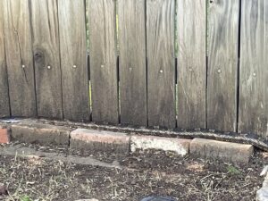 A large non-venomous snake resting along a wooden fence, indicating a wildlife removal service by Dallas Fort Worth Wildlife Control in Hurst, TX.