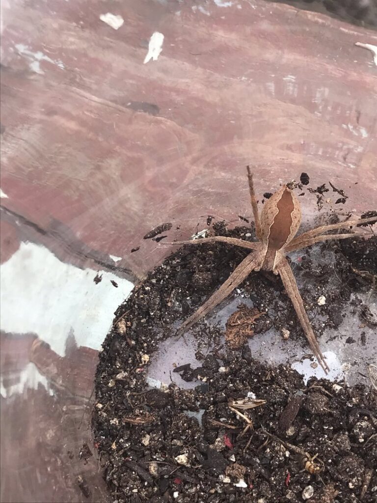 A large spider contained in a clear jar with soil, representing a pest captured by Epcon Lane Pest Control in Akron, OH.