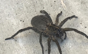 A large spider on a concrete surface, indicating a pest issue addressed by Affordable Pest Technicians in Services Available In.