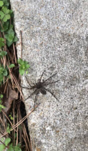 A large spider on concrete, indicating a pest control need for Defender Wildlife & Pest Control in Rogers, AR.