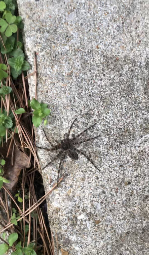A large spider on concrete, indicating a pest control need for Defender Wildlife & Pest Control in Rogers, AR.