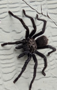 A large spider on a textured wall, representing pest control services by Reassurance Pest Control in San Antonio, TX.