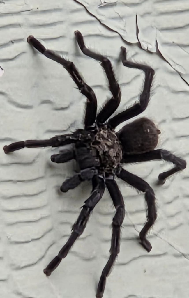 A large spider on a textured wall, representing pest control services by Reassurance Pest Control in San Antonio, TX.