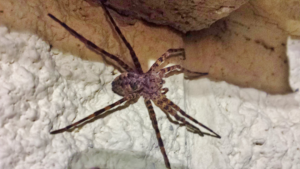 A large spider on a textured wall, a common pest or wildlife concern for Practical Pest Solutions and IPM Consultants LLC in Ellabell, GA.