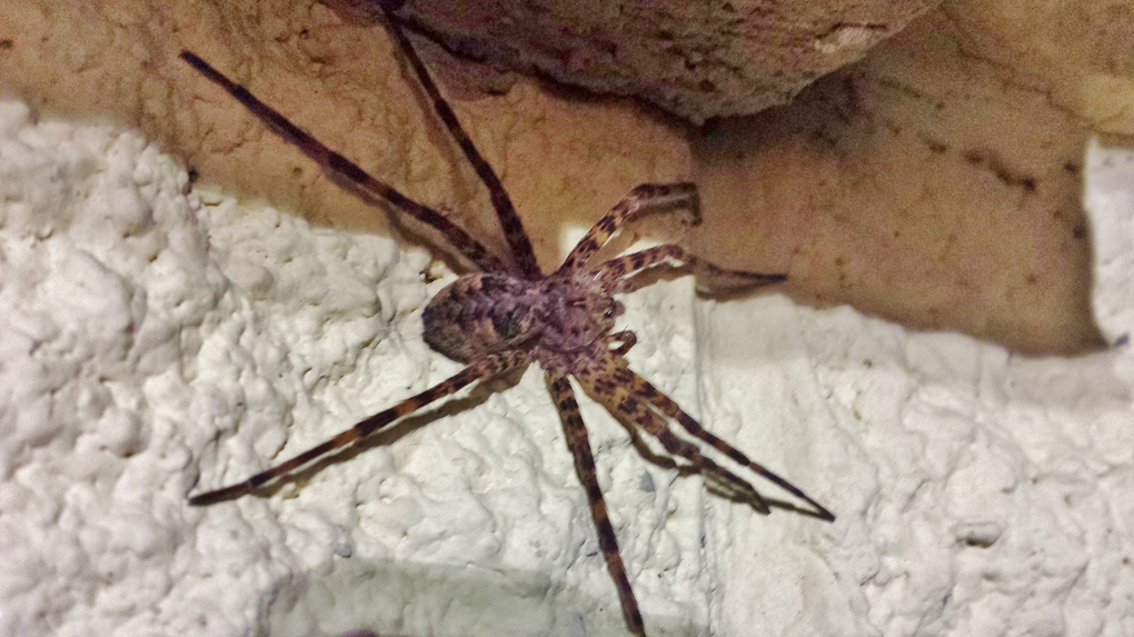 A large spider on a textured wall, a common pest or wildlife concern for Practical Pest Solutions and IPM Consultants LLC in Ellabell, GA.