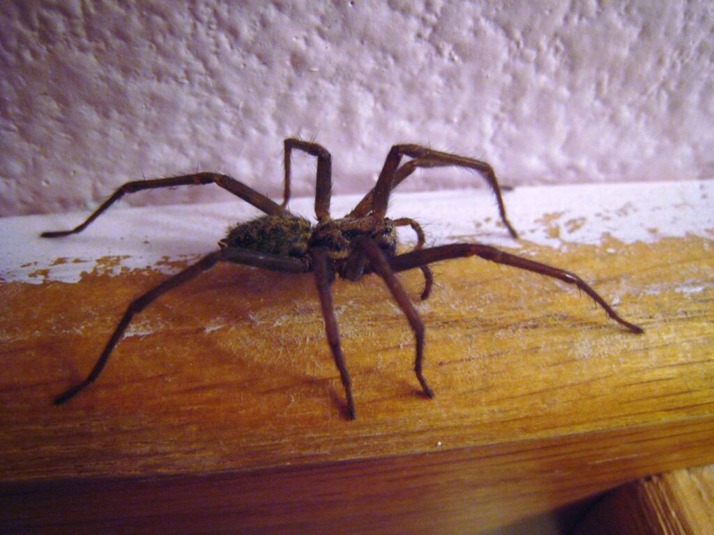 A large spider on a wooden surface, representing a common pest problem addressed by Valley Termite & Pest Control in Cincinnati, OH.