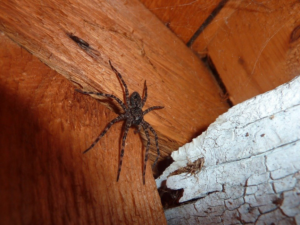 A large spider on a wooden beam, indicating a pest control issue, by Wildlife Extractors in Bridgewater, MA.