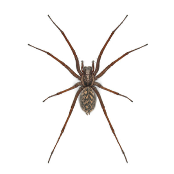 A close-up image of a large spider, representing spider pest control services by Star Pest Control in Idaho Falls, ID.