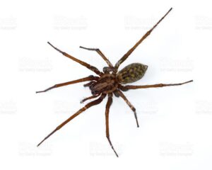 A large spider on a white background, representing spider extermination services by Omaha Pest Control, Inc. in Omaha, NE.