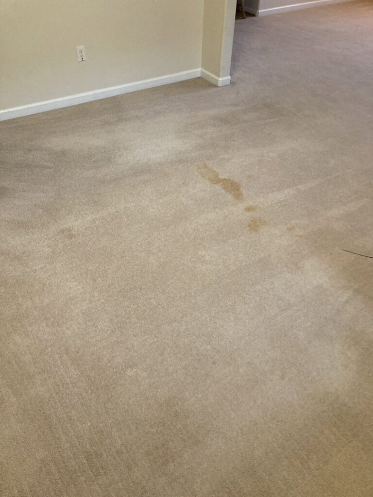A large, noticeable stain on a carpeted floor, ready for cleaning by Spectrum Cleaning & Restoration in Medford, OR