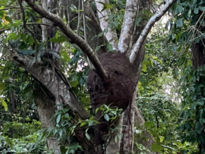 A large termite mound or wasp nest visible in a tree, indicating a pest control issue addressed by Top Gun Pest Control in Caldwell, ID.