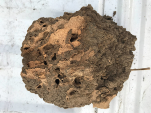 A large fragment of a termite nest or damaged wood, evidence of pest activity found by Omega Termite and Pest Control in Oakland, CA.