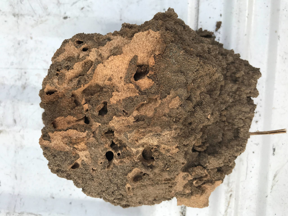 A large fragment of a termite nest or damaged wood, evidence of pest activity found by Omega Termite and Pest Control in Oakland, CA.