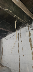 A large termite mud tube hanging from a wooden ceiling beam, with other tubes on the wall, showing a pest problem addressed by MJ's Absolute Solutions in Parma, OH.