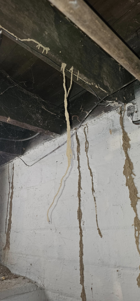 A large termite mud tube hanging from a wooden ceiling beam, with other tubes on the wall, showing a pest problem addressed by MJ's Absolute Solutions in Parma, OH.