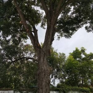 A large tree, potentially showing recent trimming or preparation for service by Mcfaith Lawn Care LLC in New Orleans, LA.