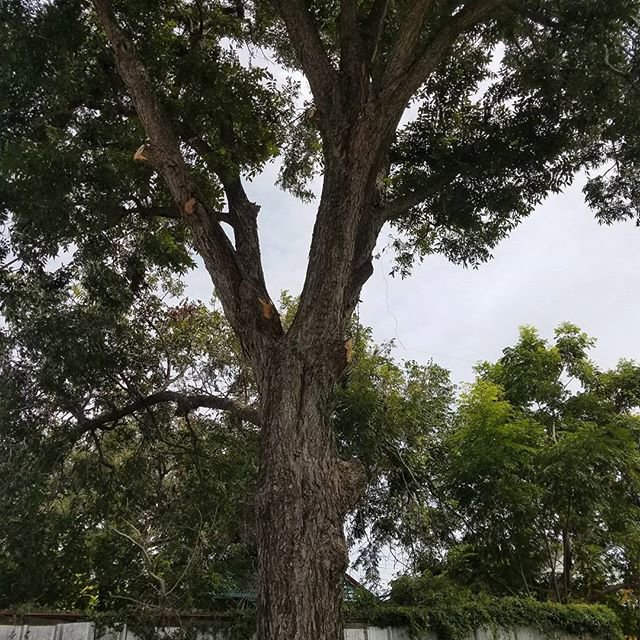 A large tree, potentially showing recent trimming or preparation for service by Mcfaith Lawn Care LLC in New Orleans, LA.