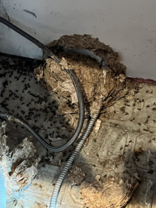 A large wasp or hornet nest found inside a structure, handled by ABG Pest Control services in West Chicago, IL.