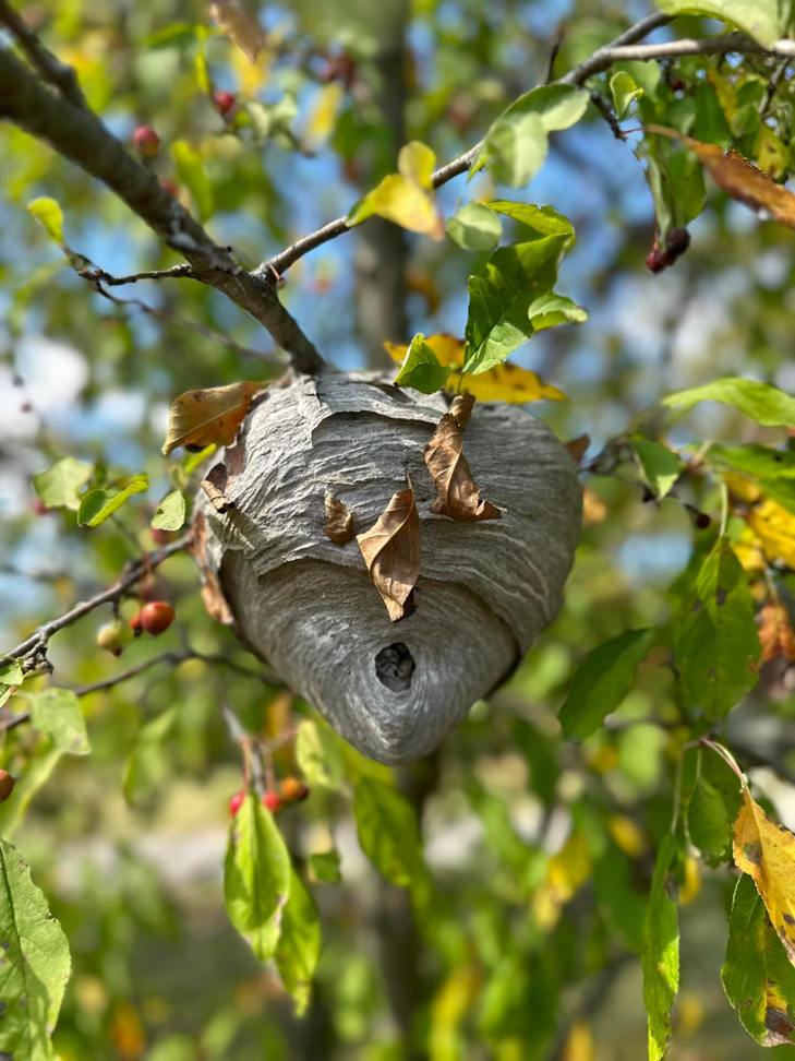 A large wasp or hornet nest hanging from a tree branch, showing a pest control need for APM Advanced Pest Management in Rio Grande, NJ.