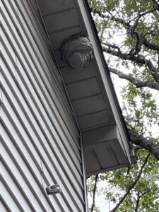 A large wasp nest hanging from the eaves of a residential house, removed by Paske Pest Control & Wildlife Solutions in Cape Coral, FL.