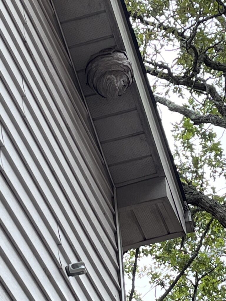 A large wasp nest hanging from the eaves of a residential house, removed by Paske Pest Control & Wildlife Solutions in Cape Coral, FL.