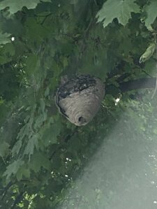 A large wasp nest hanging from a tree branch, indicating a pest control need for Green Pest Management LLC in New Castle, DE