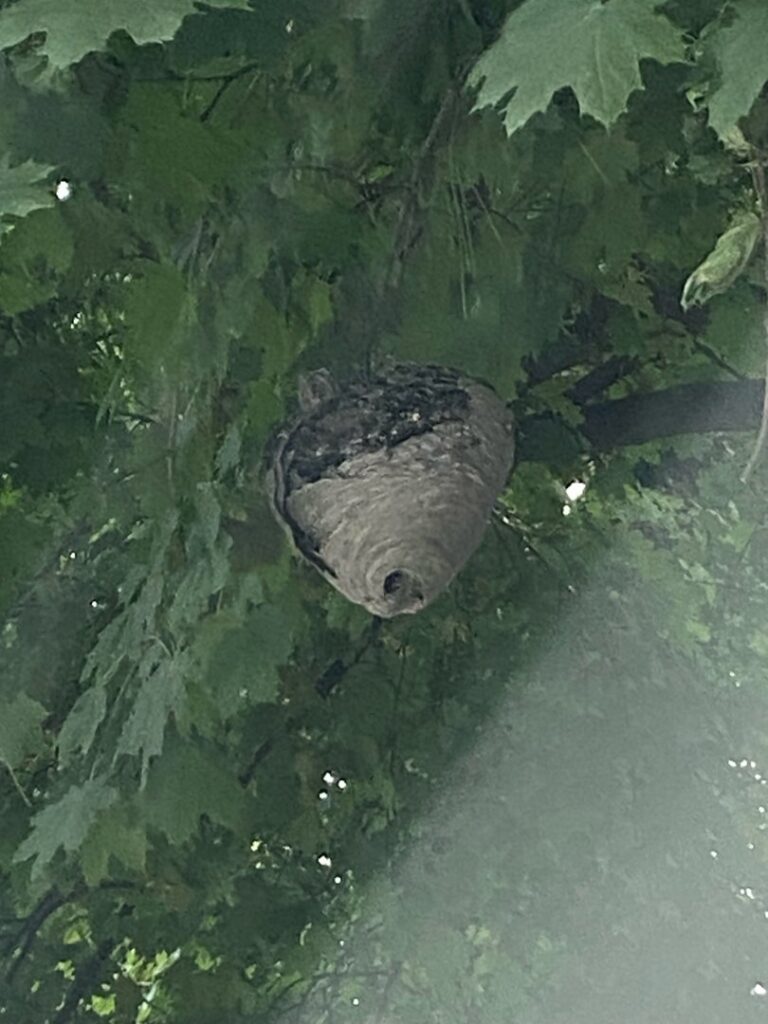 A large wasp nest hanging from a tree branch, indicating a pest control need for Green Pest Management LLC in New Castle, DE