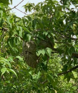 A large wasp nest clearly visible hanging in a tree, indicating a pest control need for Herman Pest Control Services in Minot, ND.