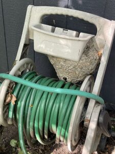 A large, active wasp nest built on a garden hose reel, requiring professional removal by DTG Pest Control in North Aurora, IL.