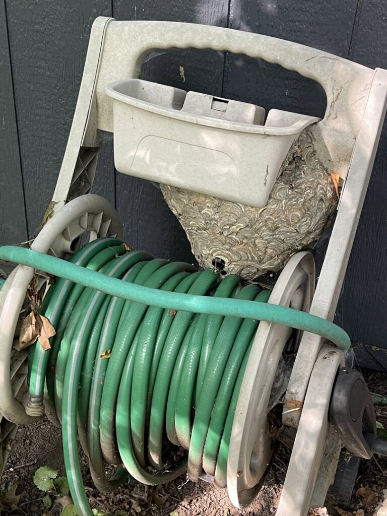 A large, active wasp nest built on a garden hose reel, requiring professional removal by DTG Pest Control in North Aurora, IL.