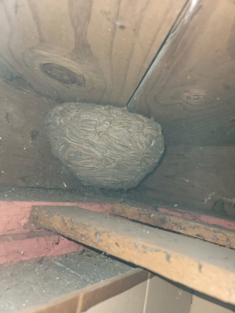 A large wasp or hornet nest found in an attic, requiring pest removal services from SMART Exterminators in Cleveland, OH.