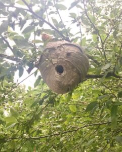 A large wasp nest hanging in a tree, indicating a pest removal service by Affordable Termite & Pest Control in Bloomington, IN.