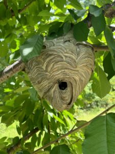 A large wasp nest hanging from a tree branch, indicating a pest control need for AmeriPest Solutions, LLC in Springfield, MO.
