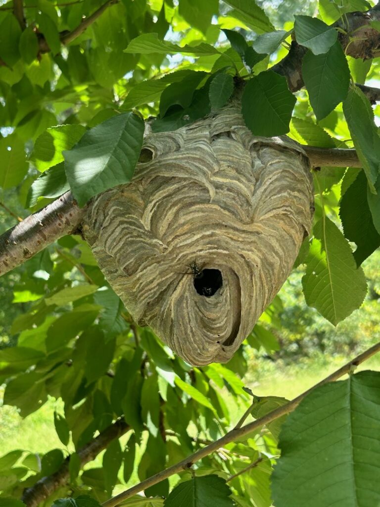 A large wasp nest hanging from a tree branch, indicating a pest control need for AmeriPest Solutions, LLC in Springfield, MO.