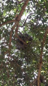 A large wasp nest hanging high in a tree, indicating a pest control removal job by Beeline Pest Control Texas in San Antonio, TX.