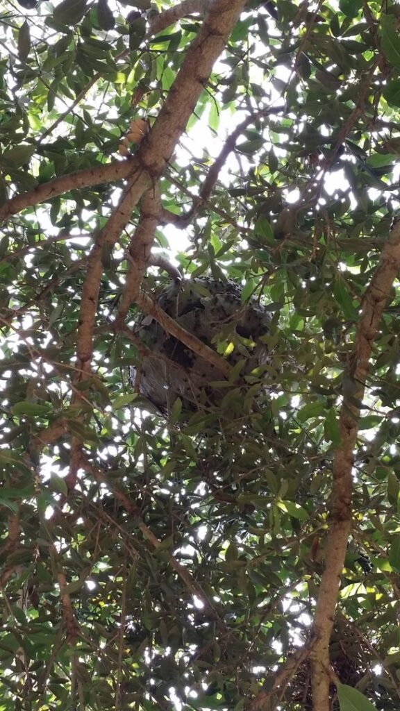 A large wasp nest hanging high in a tree, indicating a pest control removal job by Beeline Pest Control Texas in San Antonio, TX.