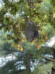 A large wasp nest hanging from a tree branch, indicating a pest control need by D&J Pest Control in Georgetown, KY.