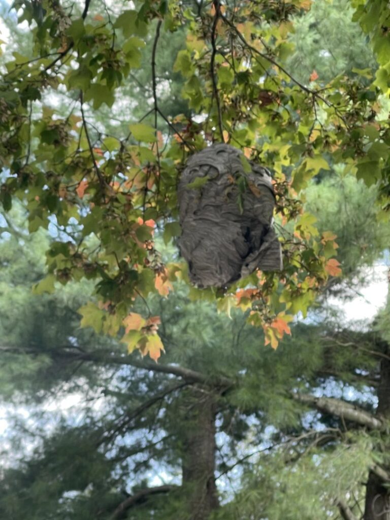 A large wasp nest hanging from a tree branch, indicating a pest control need by D&J Pest Control in Georgetown, KY.