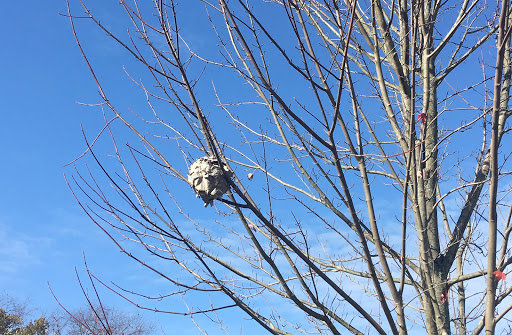 A large wasp or hornet nest visible in a bare tree, indicating a pest control issue for Epcon Lane Pest Control in Akron, OH.