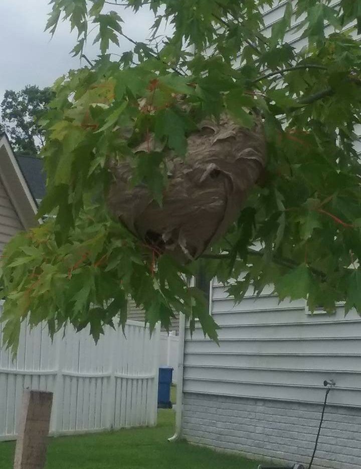 A large wasp or hornet nest hanging in a tree next to a residential property, indicating a pest control need for Premier Pest Management in Yonkers, NY.