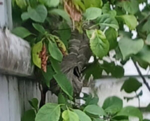 A large wasp or hornet nest visible among green leaves, indicating a pest problem for Profishant, inc. in New Bedford, MA.