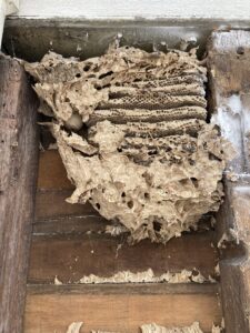 A large wasp or hornet nest visible inside a wall cavity, indicating a pest control need by Orkin Therm Insulation in Harrisburg, PA.