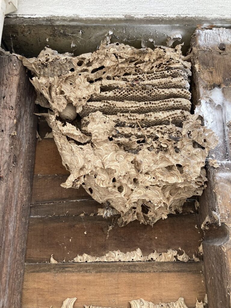 A large wasp or hornet nest visible inside a wall cavity, indicating a pest control need by Orkin Therm Insulation in Harrisburg, PA.